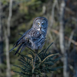 Great Gray Owl |Owl Print | Owl in Tree | Minnesota Photography | Owl Metal Art | Great Grey Owl | Everygreen Forest | Great Gray Ghost