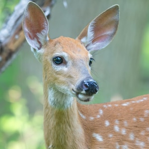 Deer Profile, Deer Art, Fawn Photo, Deer Print, &quot;Summer Fawn&quot;