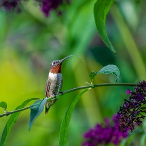 May include: A small hummingbird with a long, thin beak perches on a branch with purple flowers. The bird has a green, brown, and white body with a red throat.