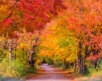 Fall Color Print, Autumn Metal Art, Colorful Fall Print, Warm Rich Colors, Rustic Wall Decor,  &quot;Fall Splendor&quot;
