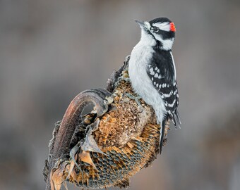 Downy Woodpecker Print, Woodpecker Square, Portrait or Landscape Orientation Art (specify), Metal Print, "Downy on Winter Sunflower"