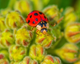 Ladybug Print, Red Ladybug, Fine Art Print, Ladybug Metal Art, Insect Art, "Red Ladybug"
