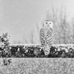 Puede incluir: Un b&uacute;ho nival posado en un poste de madera de una valla en un paisaje invernal nevado. El b&uacute;ho tiene plumas blancas con marcas negras y ojos amarillos. El fondo est&aacute; desenfocado y muestra nieve cayendo.