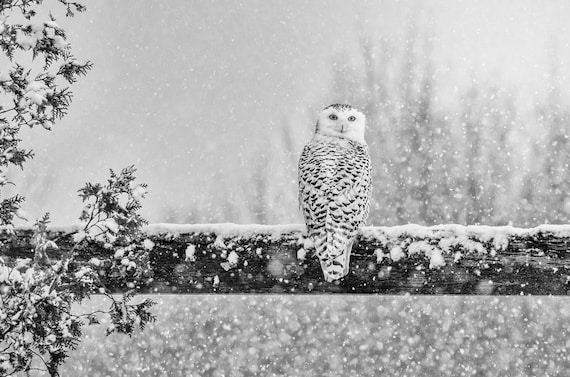 White Bird Print, Owl Photo, Snowy Owl, Black and White, "Snowy Owl in Black & White"