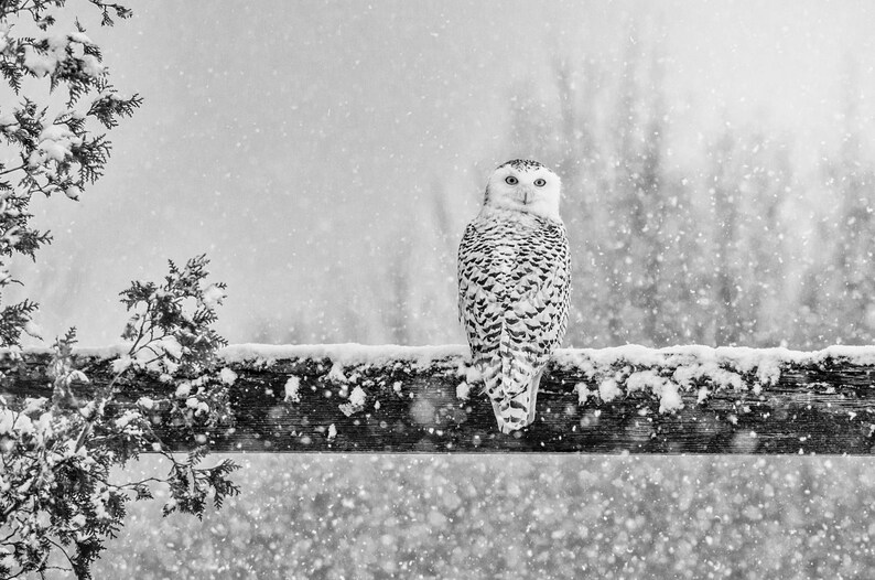 Puede incluir: Un b&uacute;ho nival posado en un poste de madera de una valla en un paisaje invernal nevado. El b&uacute;ho tiene plumas blancas con marcas negras y ojos amarillos. El fondo est&aacute; desenfocado y muestra nieve cayendo.
