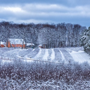Puede incluir: Un paisaje invernal nevado con edificios agrícolas de color naranja rodeados de árboles. Hileras de arbustos cubiertos de nieve y un camino se extienden en la distancia bajo un cielo nublado. La escena está dominada por el blanco.