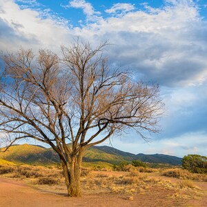 Pode incluir: Uma paisagem cénica com uma árvore nua em primeiro plano, com um pano de fundo de colinas e um céu nublado. O chão é um caminho de terra castanho-avermelhado, e as colinas são cobertas por vegetação verde.