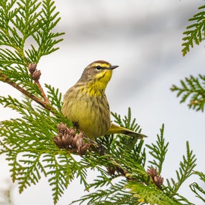 Palm Warbler Print, Warbler Photo, Yellow Bird,  Songbird Art, &quot;Palm Warbler&quot;