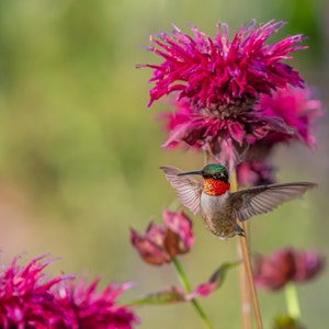 May include: A ruby-throated hummingbird hovers in mid-air, its wings a blur of motion, as it feeds on nectar from a pink flower. The flower has a delicate, feathery texture and is surrounded by other blooms.