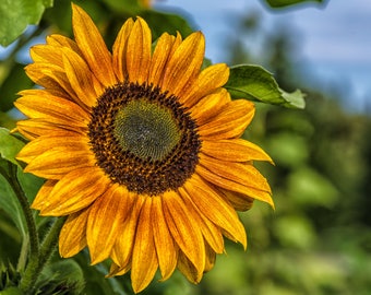 Sunflower Photo, Sunflower Art, Metal Print, "Golden Sunflower"