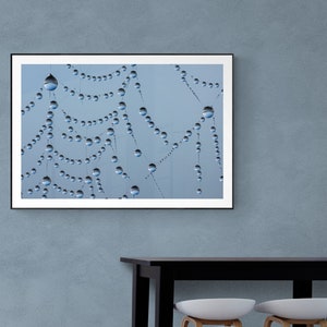 May include: A framed photograph of a spider's web with water droplets hanging from the strands. The web is against a light blue background.