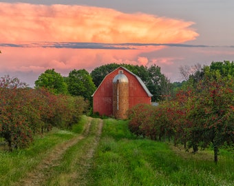 May include: A red barn with a silo stands in a field of cherry trees. The sky is a vibrant pink and orange, with fluffy clouds.