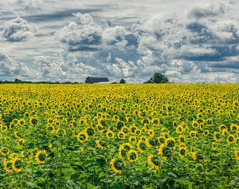 May include: A field of bright yellow sunflowers in full bloom, stretching out to a distant red barn under a cloudy sky.