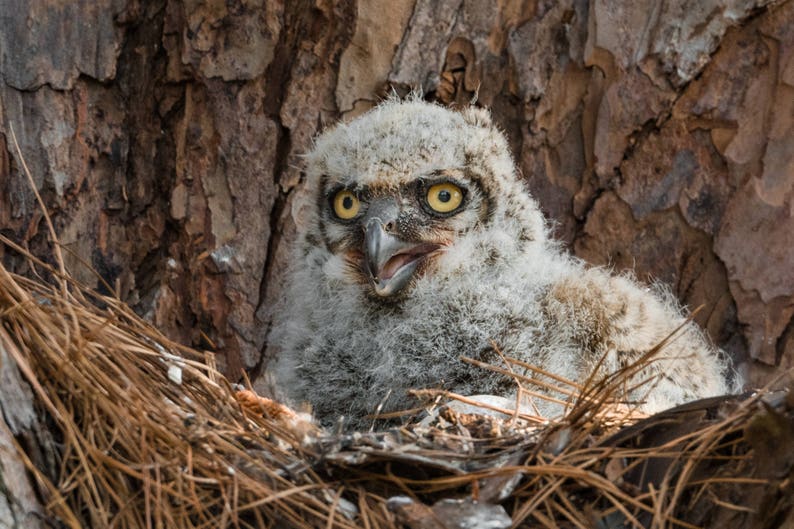 Owl Baby Print Great Horned Owlet Owl Photography Great Etsy