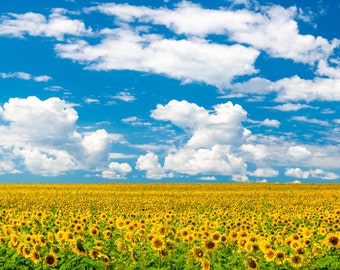 May include: A field of bright yellow sunflowers in full bloom under a blue sky with fluffy white clouds.