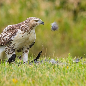 Raptor Art, Hawk Metal Art, Birdwatcher Art, Birding Print, &quot;Rough Legged Hawk&quot;