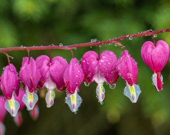 Bleeding Heart Print, Pink Flowers Metal Art, Bleeding Heart Fine Art, Flowers, Water droplets, Pink Green Garden Art,  Pink White Flowers