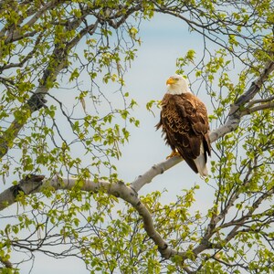 Stampa di aquila calva, aquila calva americana, arte dell&#39;aquila, stampa su metallo dell&#39;aquila, rapace, belle arti dell&#39;aquila, &quot;Aquila in primavera&quot;
