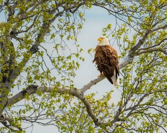 Bald Eagle Print, American Bald Eagle, Eagle Art, Eagle Metal Print, Raptor, Eagle Fine Art, "Eagle in Spring"