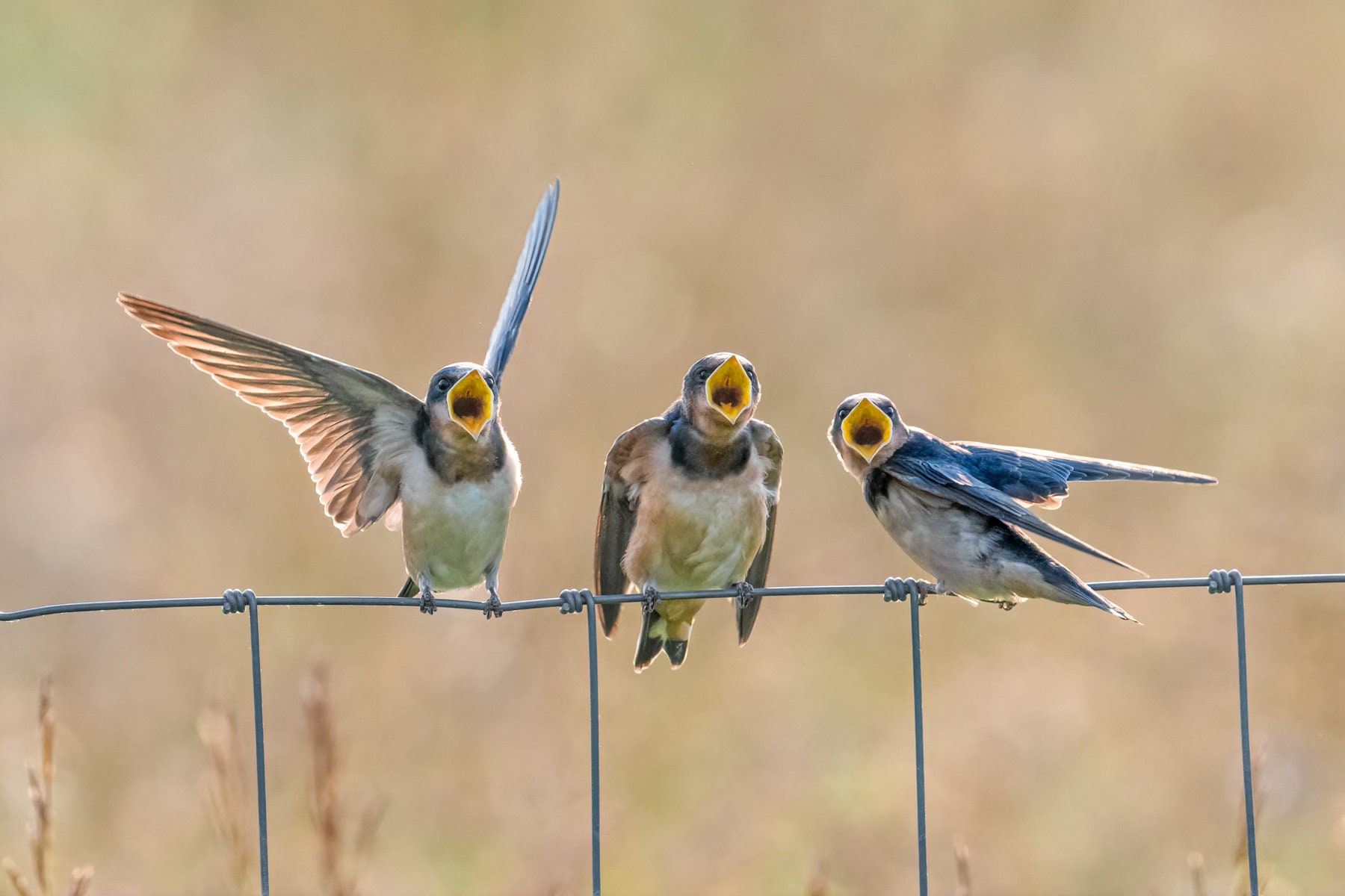 Baby Bird Art Baby Barn Swallows Barn Swallow Print Hungry - Etsy Baby Bird Art Baby Barn Swallows Barn Swallow Print Hungry - Etsy