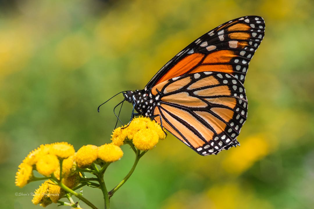 Monarch Print, Butterfly Photo, Monarch Butterfly Art, 