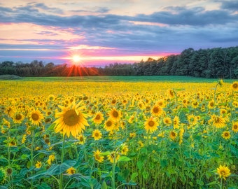 May include: A field of bright yellow sunflowers in full bloom against a backdrop of a colorful sunset sky. The sun is setting behind a line of trees in the distance.