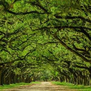 Savanneprint, plantage Wormsloe, groene bomen metalen print, Georgia, &#39;A Walk in Savannah&#39;