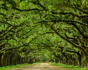 May include: A long, winding path lined with tall, moss-draped oak trees. The trees create a canopy overhead, casting dappled sunlight on the path.