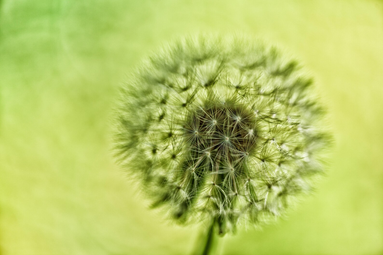 Dandelion dreams essay 08 image