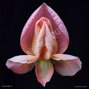 May include: A close-up of a flower with pink and peach petals against a black background. The flower's petals are tightly folded, revealing the inner layers. The image has the text "NUIERIQUE" and "Sensual Flower #1".