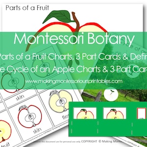 Pacote Montessori sobre o ciclo de vida das partes de uma fruta e de uma maçã em PDF, partes de uma maçã, gráficos do ciclo de vida de uma macieira e cartões de 3 partes.