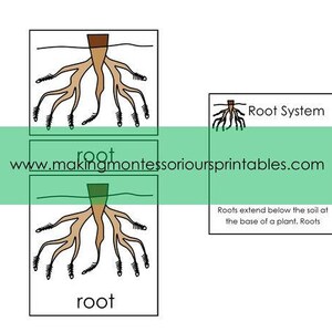 Montessori Parts of a Root PDF Puzzle 3 Part Cards & | Etsy