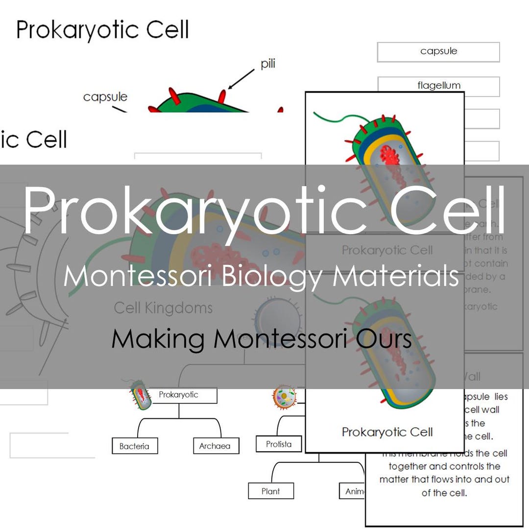 Montessori Prokaryotic Cell Learning Materials Printable PDF Package - Etsy