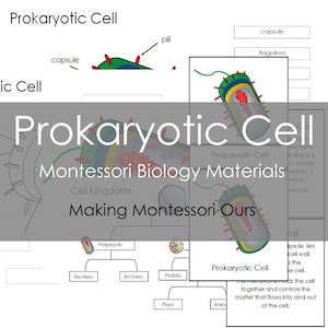 Puede incluir: Un diagrama de una célula procariota con etiquetas, incluyendo cápsula, pili y flagelo. También está presente el texto "Prokaryotic Cell" y "Montessori Biology Materials". El diagrama está diseñado para fines educativos.