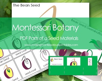 Montessori Botany Parts of a Seed PDF Puzzle, Activity Set, 3 Part Cards, Germination Charts /School License