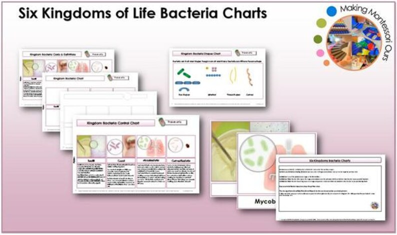 Bacteria Chart