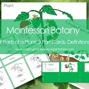 Montessori Botany Części Roślin Wykresy, 3 Części Karty, Etykiety, Wykresy Cyklu Życia, Karty Definicji, Wykresy Cyklu Życia Pomidora i Etykiety PDF