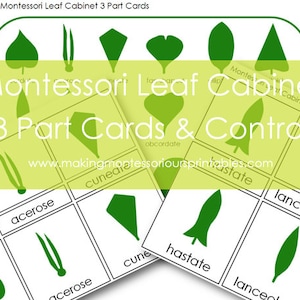 Montessori leaf Cabinet 3 Part Cards PDF image 1