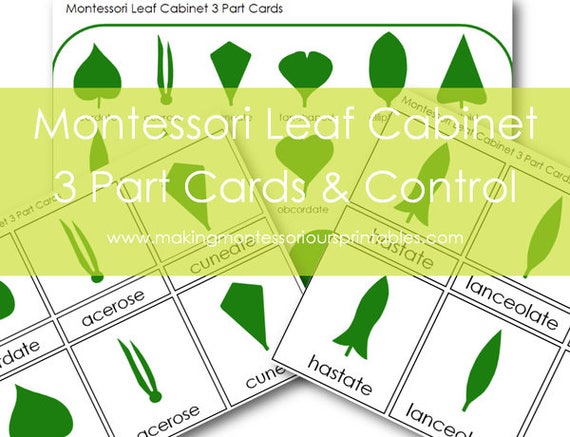 Montessori Leaf Cabinet 3 Part Cards Pdf Etsy