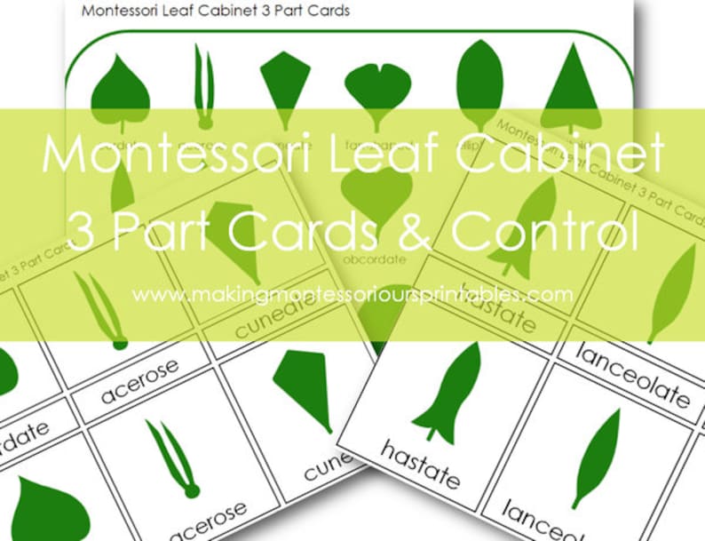 Montessori leaf Cabinet 3 Part Cards PDF image 1