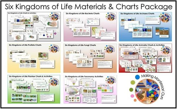 Kingdom Animalia Invertebrates Chart