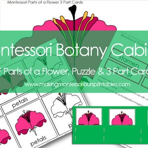 Montessori Botany Cabinet PDF Części kwiatu 3 części karty i puzzle oraz zestaw do etykietowania aktywności