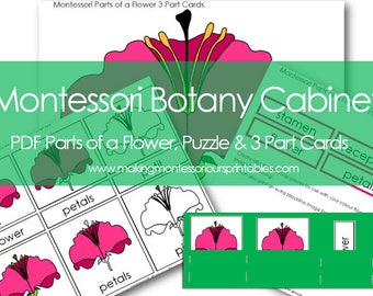Montessori Botany Cabinet PDF Parts of a Flower 3 Part Cards & Puzzle and Activity Labeling Set