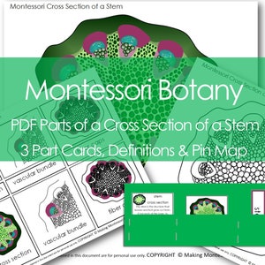 Montessori Stamm Querschnitt PDF 3-teilige Karten Definitionen mit Pin Map