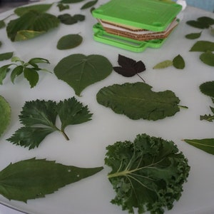 Montessori Leaf Cabinet 3-part Cards PDF for Early Learning - Etsy