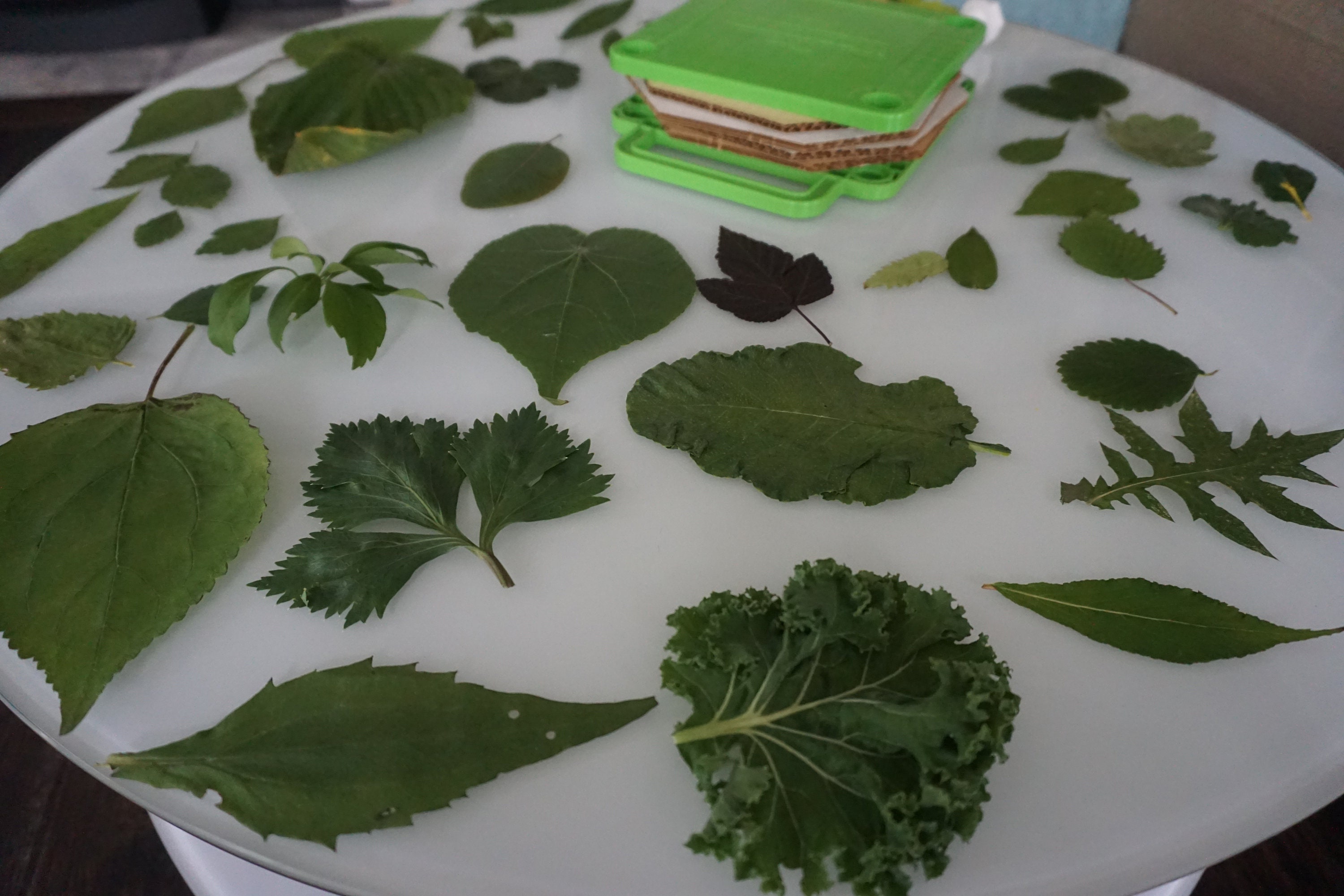 Montessori Leaf Cabinet 3-part Cards PDF for Early Learning - Etsy