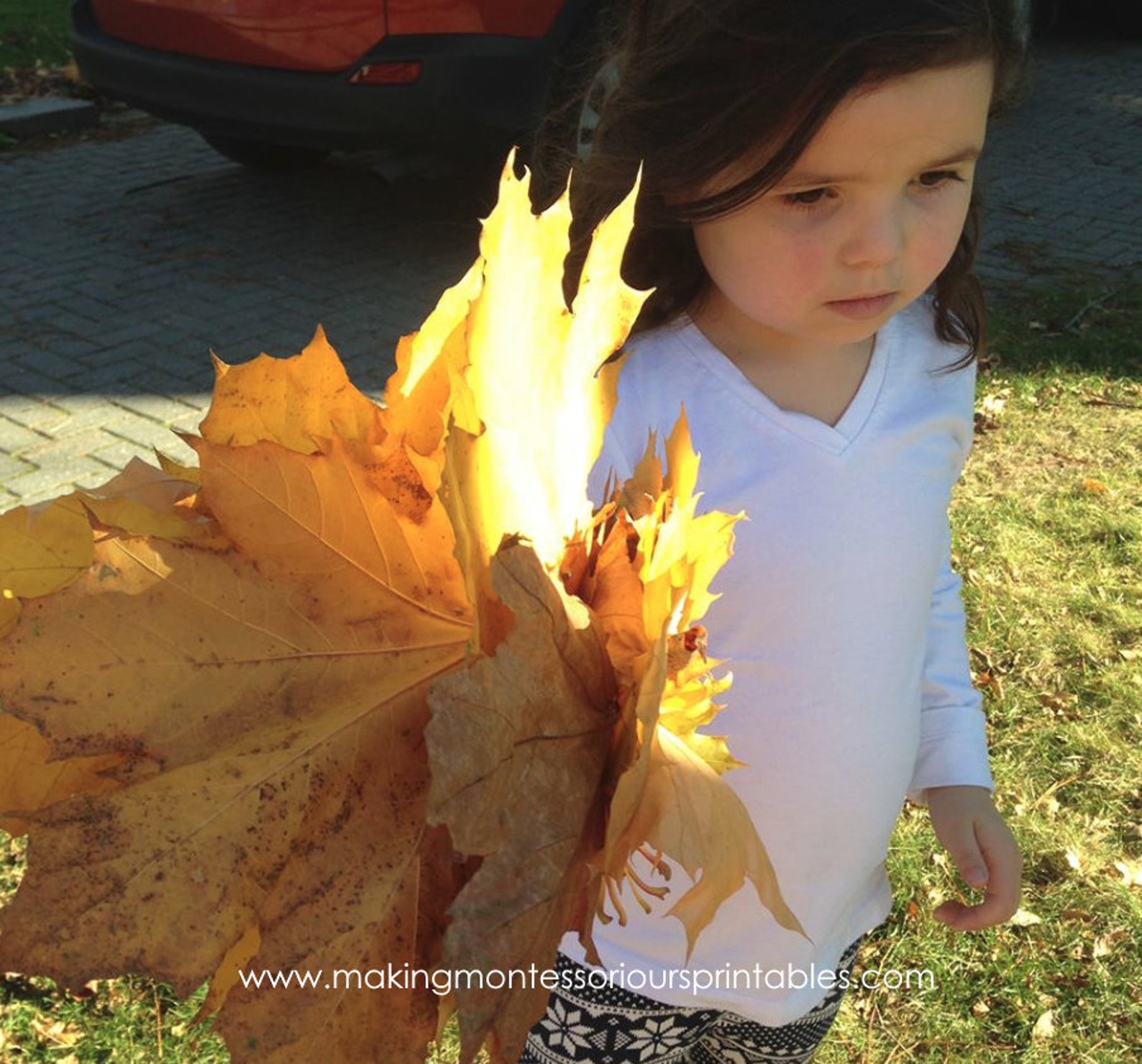 Montessori Leaf Cabinet 3-part Cards PDF for Early Learning - Etsy