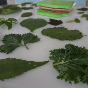 Montessori Leaf Cabinet 3 Part Cards PDF - Etsy