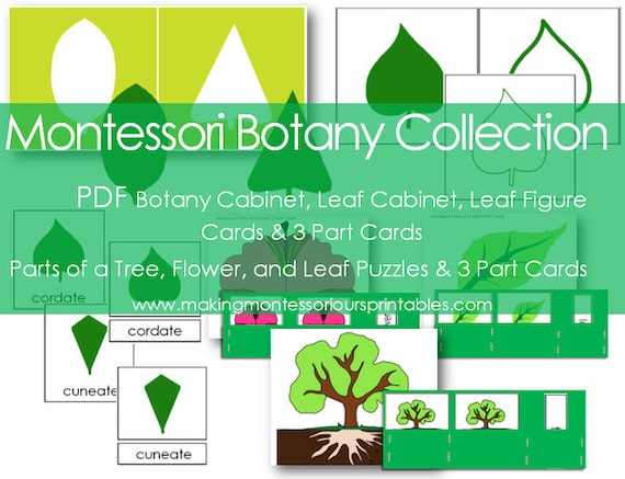 Montessori Botany Collection Pdf Etsy