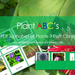 Montessori Plant ABC’s, Alfabet roślin 3-częściowe karty PDF, Zestaw pięknych zdjęć roślin i kwiatów dla każdej litery alfabetu